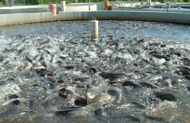 Fish crowding in a large aquaculture tank at a fish farm.