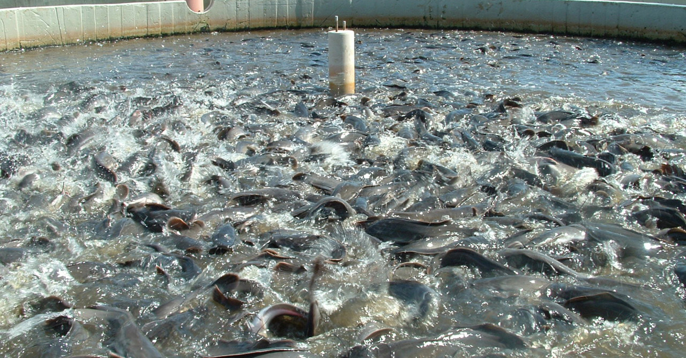 Fish crowding in a large aquaculture tank at a fish farm.