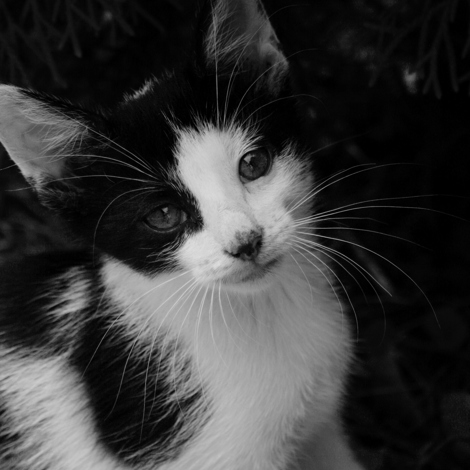 Black and white portrait of a kitten with a curious expression.