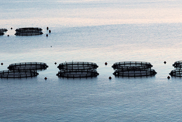 Jaulas circulares para la cría de peces flotando en un cuerpo de agua tranquilo y extenso.