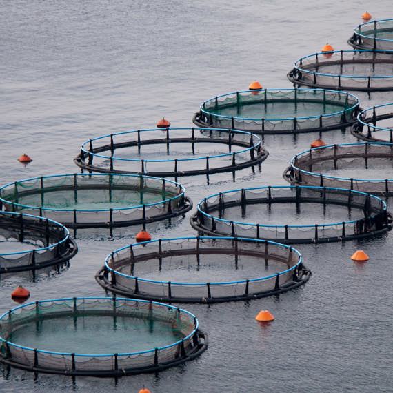 Circular fish farming nets floating on a calm body of water.