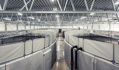 Pumps are used in aquaculture recirculation systems