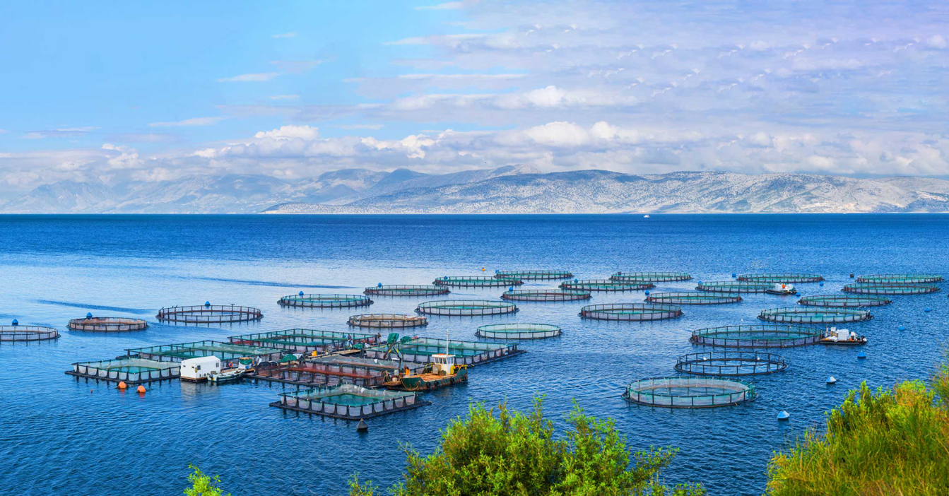 Circular fish farming cages floating on a calm blue sea, mountains in background.