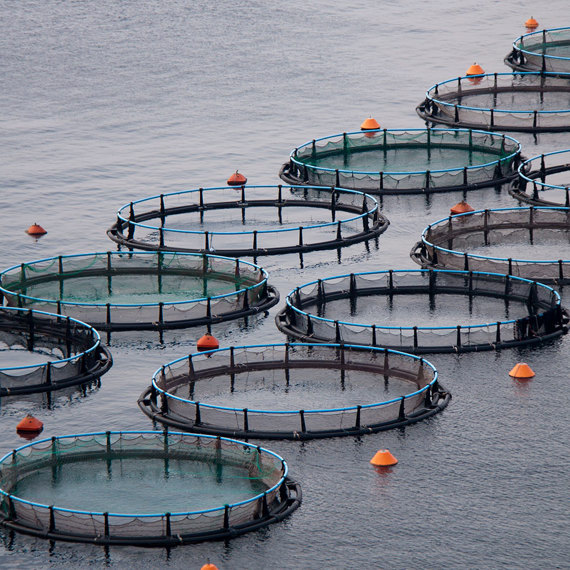 Circular fish farming enclosures floating on the water, surrounded by orange buoys.