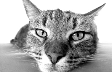 Close-up of a tabby cat lying down, looking directly at the camera.