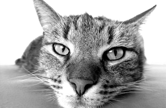 Close-up of a tabby cat lying down, looking directly at the camera.