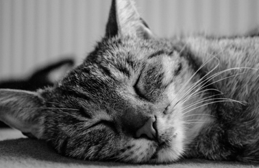 Close-up of a tabby cat peacefully sleeping, eyes closed, in black and white.