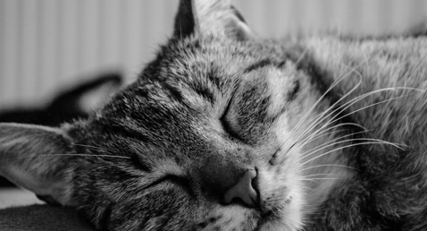 Close-up of a tabby cat peacefully sleeping, eyes closed, in black and white.