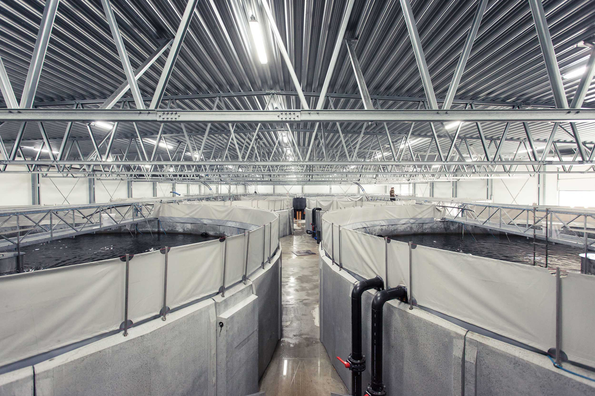 Indoor aquaculture facility with circular fish tanks and metal truss ceiling.