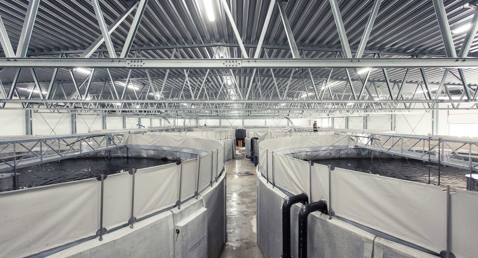 Instalación de acuicultura interior con tanques circulares para peces y techo de cerchas metálicas.
