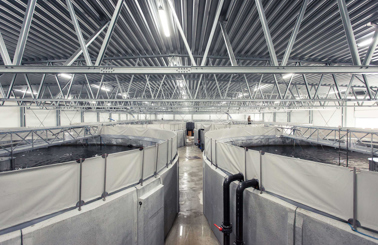 Indoor aquaculture facility with circular fish tanks and metal truss ceiling.