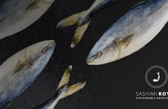 Four fish arranged with "Sashimi Royal Sustainable Aquaculture" logo on dark background.