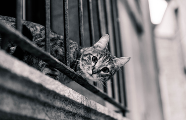 Curious cat peeking through iron bars in a monochrome setting.
