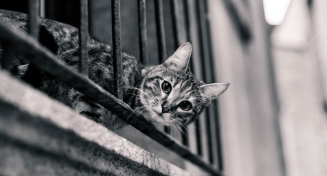 Curious cat peeking through iron bars in a monochrome setting.