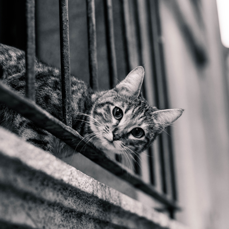 Curious cat peeking through iron bars in a monochrome setting.