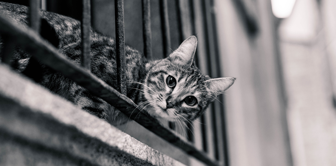Curious cat peeking through iron bars in a monochrome setting.