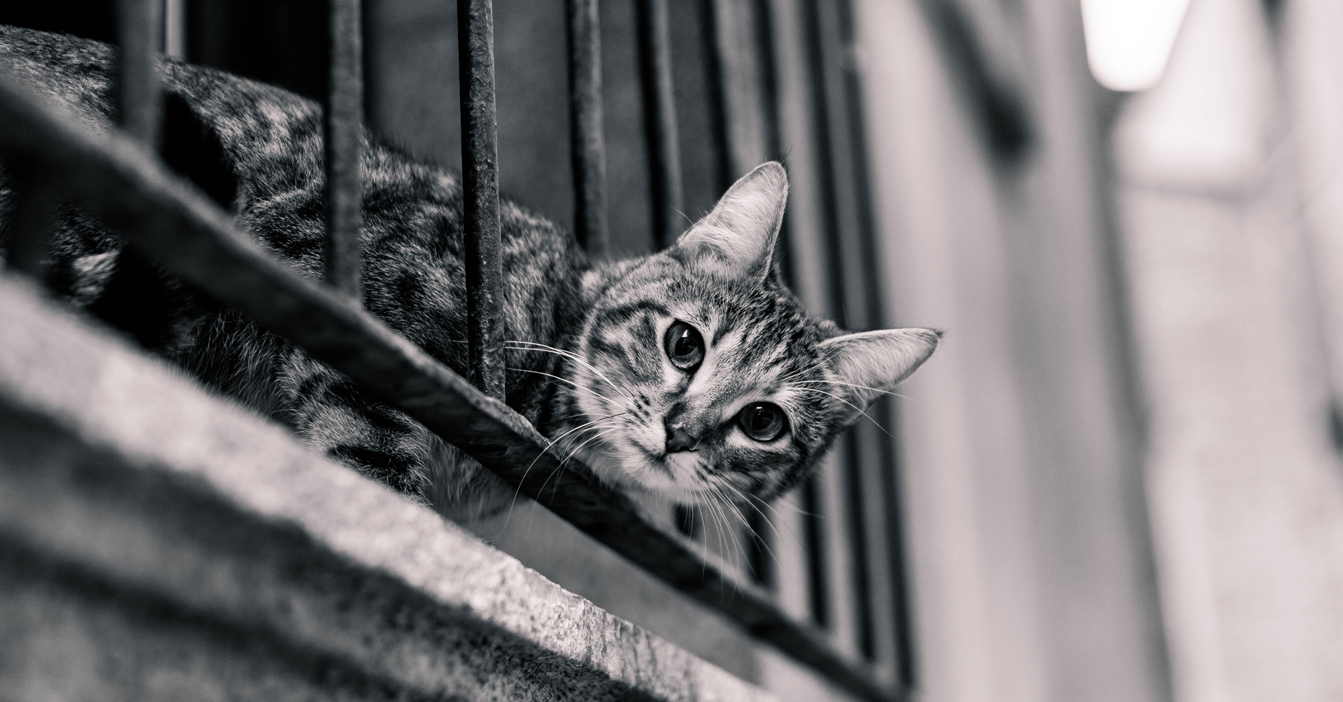 Curious cat peeking through iron bars in a monochrome setting.
