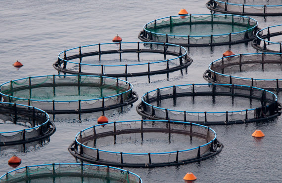 Sirkulære fiskeoppdrettsbur flytende i vannet med oransje bøyer.
